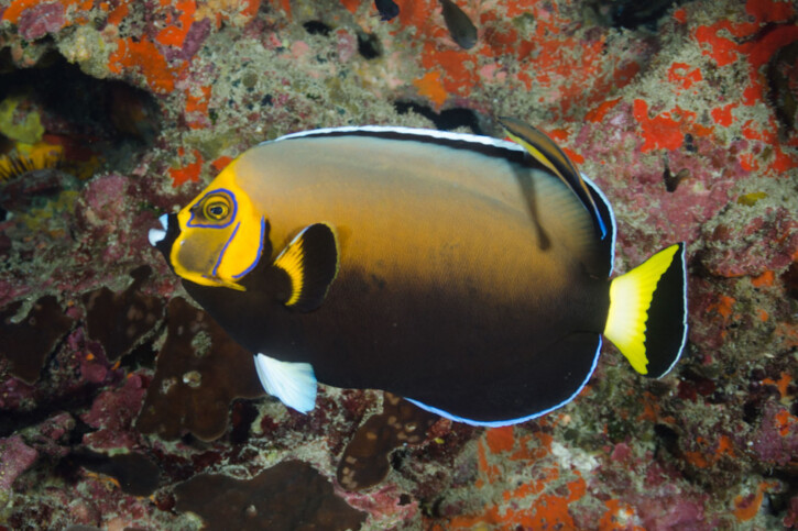 Chaetodontoplus conspicillatus