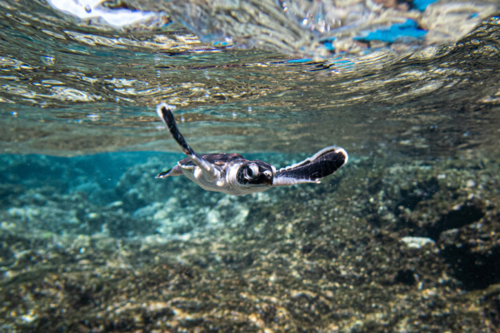 Chelonia mydas - green turtle