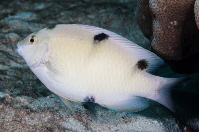 demoiselle blanche Pomacentridae