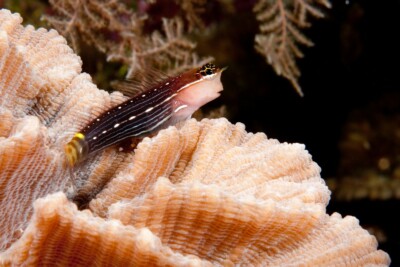 Ecsenius pictus Blenniidae