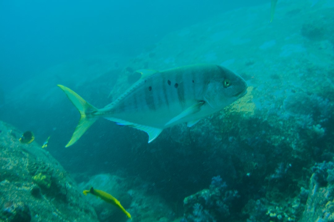 Golden Jack, Pilotfish - Gnathanodon speciosus