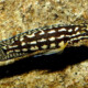 picture of Julidochromis marlieri