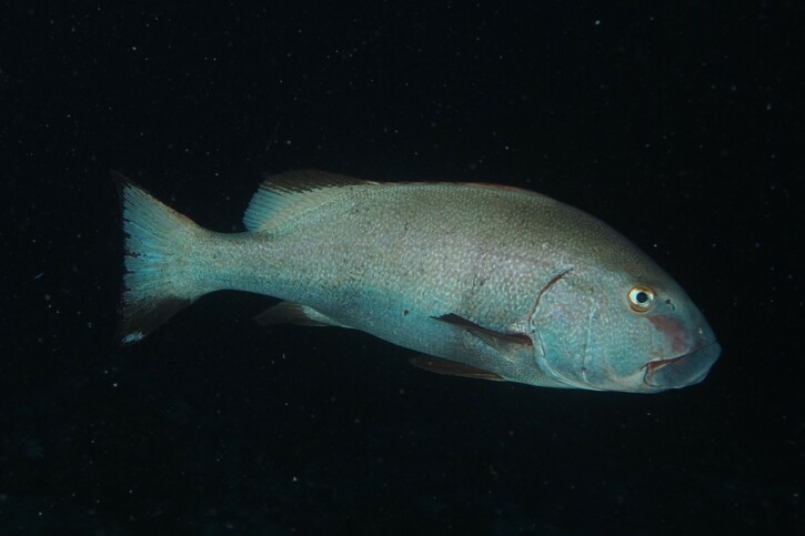 Plectorhinchus albovittatus