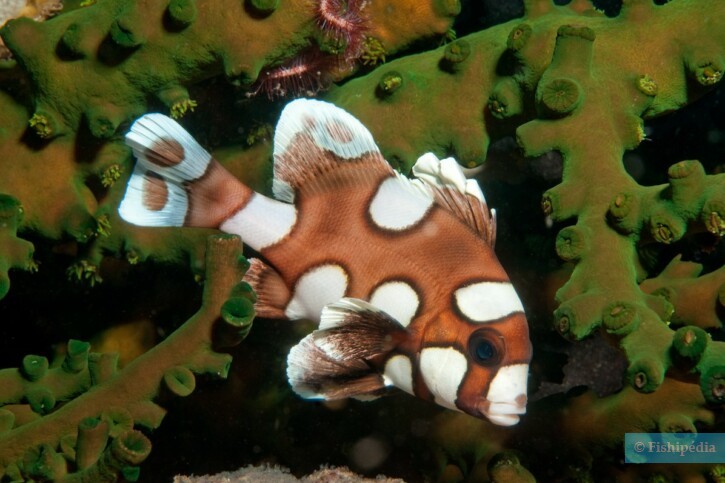 Plectorhinchus chaetodonoides - gaterin harlequin
