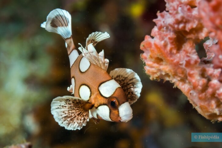 Plectorhinchus chaetodonoides - gaterin harlequin
