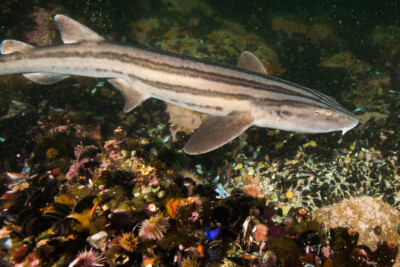 Espèce : Poroderma africanum