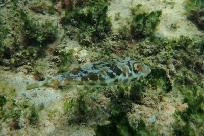 tétrodon marbré Tetraodontidae