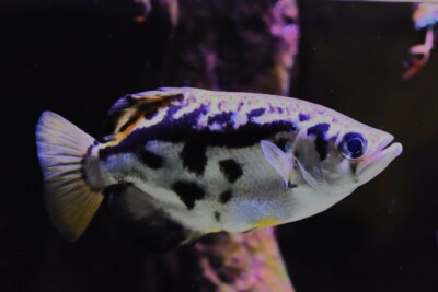 Toxotes blythii Toxotidae