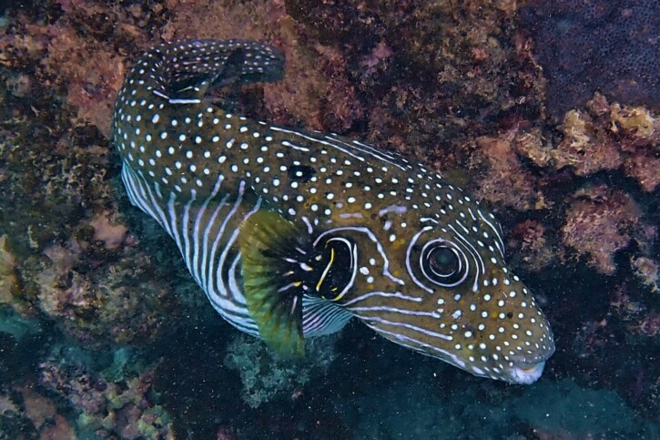 Arothron hispidus - white-spotted puffer