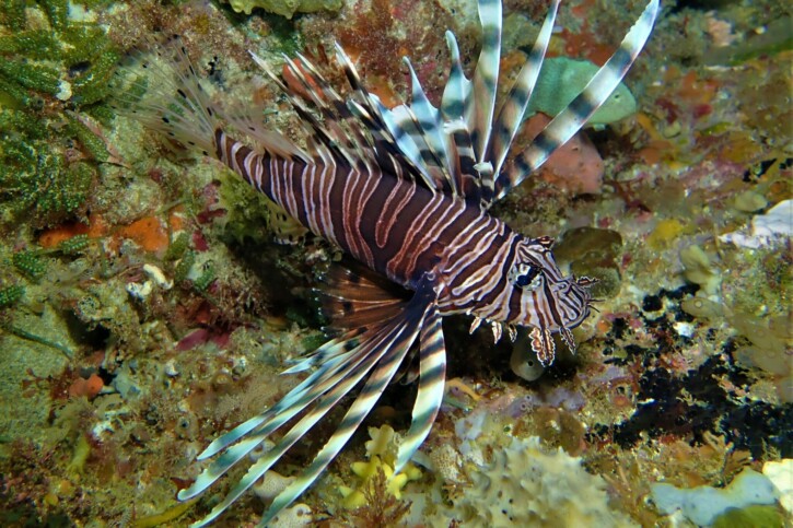 Pterois volitans - red lionfish