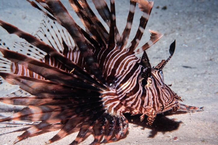 Pterois volitans - red lionfish