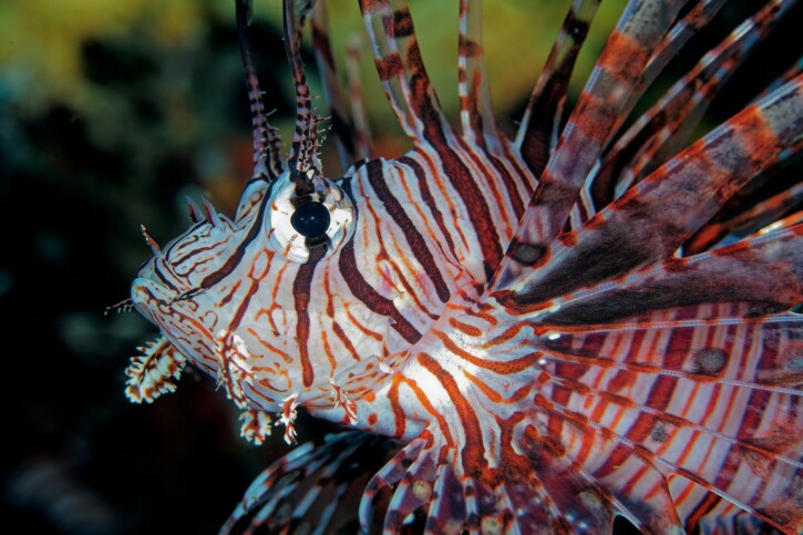 Pterois volitans