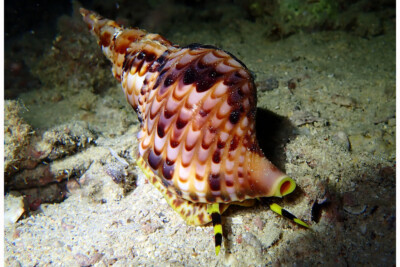 triton géant Charoniidae