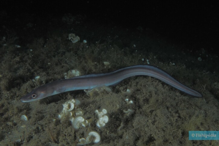 Conger conger - conger eel