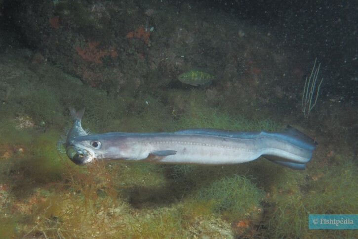 Conger conger - conger eel