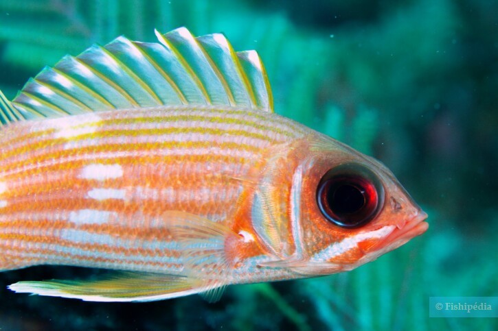 Holocentrus rufus - longspine squirrelfish