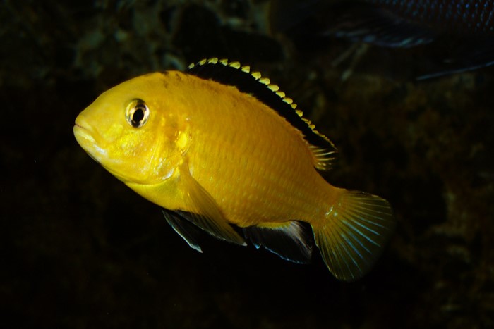 Labidochromis caeruleus