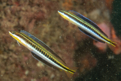 blennie à dents acérées Blenniidae
