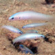 picture of Ptereleotris microlepis