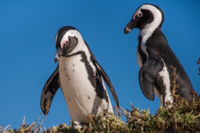 Espèce : pinguino del capo