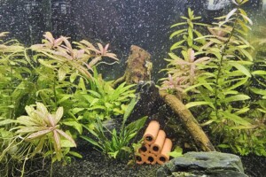 Scaper 25 Blue Velvet