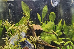 Scaper 25 Sakura Red