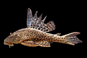 Hypostomus plecostomus