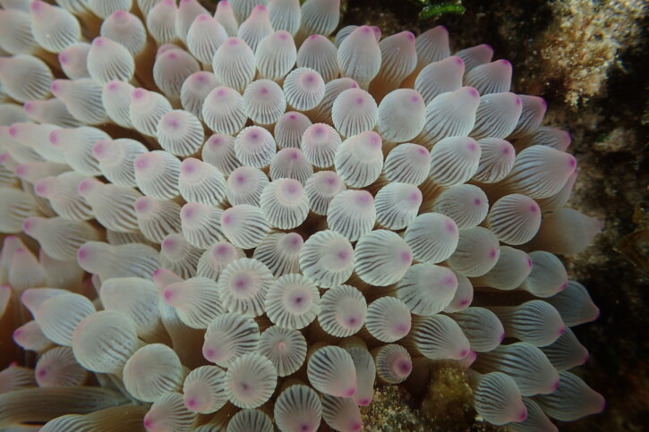 Entacmaea quadricolor