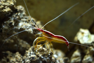 Espèce : Lysmata amboinensis