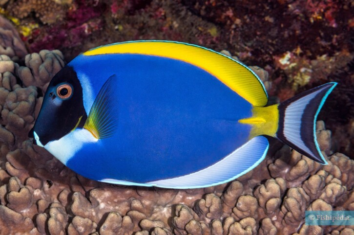 Acanthurus leucosternon