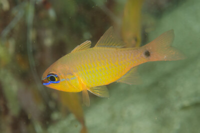 Apogon capricornis Apogonidae