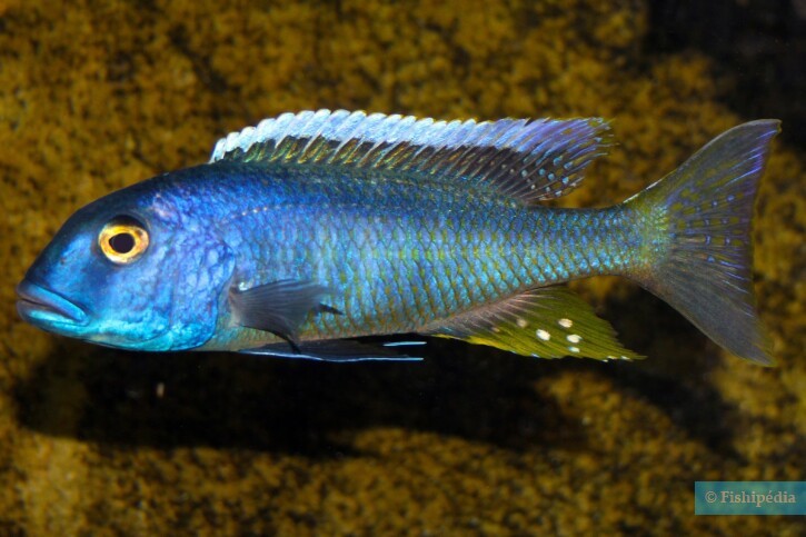 Buccochromis spectabilis