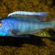 picture of Buccochromis spectabilis