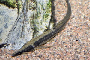 Farlowella acus