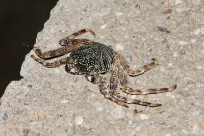 Grapsus albolineatus grapsidae