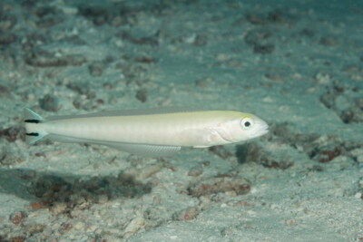 poisson-couvreur à rostre court Malacanthidae