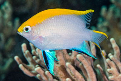 demoiselle noire Pomacentridae