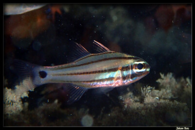 Ostorhinchus doederleini Apogonidae