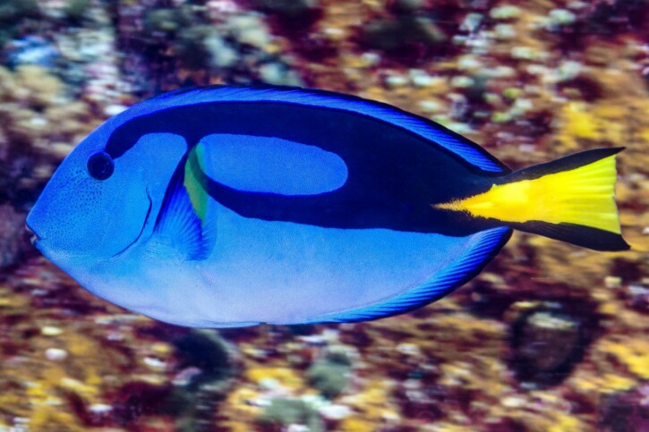 Paracanthurus hepatus