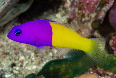 royal dottyback Pseudochromidae