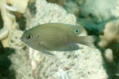 demoiselle sombre Pomacentridae