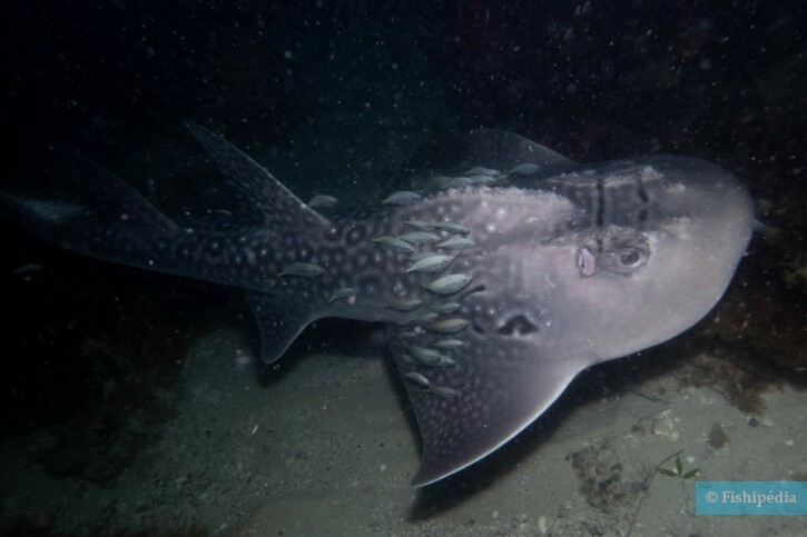 photographie - Tim Karnasuta