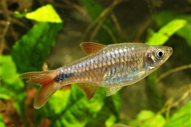 photographie - P.&M. Hoffmann