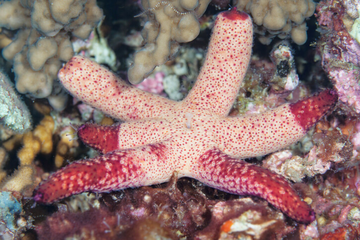 Echinaster luzonicus - étoile de mer de Luzon