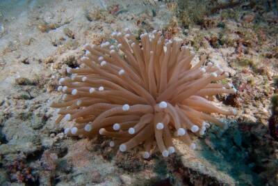 Heliofungia actiniformis fungiidae