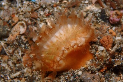 dent de cochon en huit Dendrophylliidae