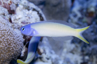 Hoplolatilus starcki Malacanthidae