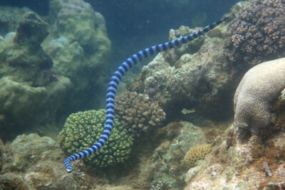 Laticauda laticaudata Elapidae