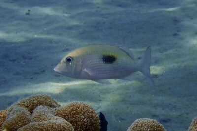 empereur Saint Pierre Lethrinidae