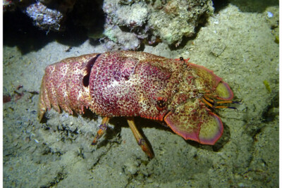 Scyllarides squamosus Scyllaridae